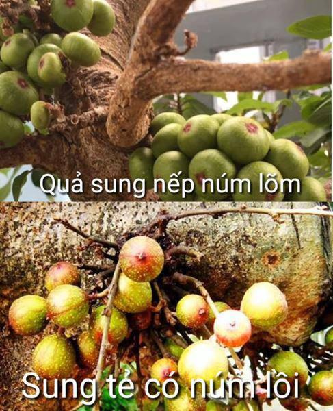 3 cách muối sung ngon ăn giòn, chua ngọt, không chát để được lâu - 1