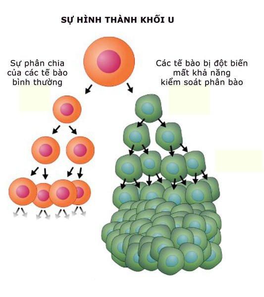diem-khac-biet-cua-te-bao-ung-thu-so-voi-te-bao-thuong-2