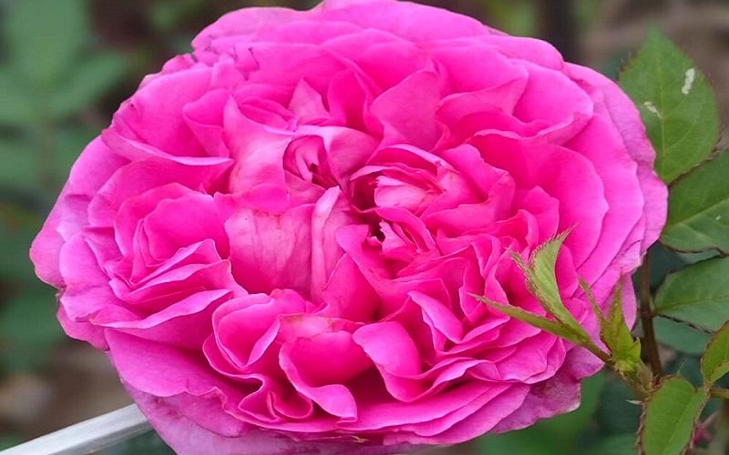 Top 10 loài hoa hồng thơm nhất thế giới ai cũng mê mẩn