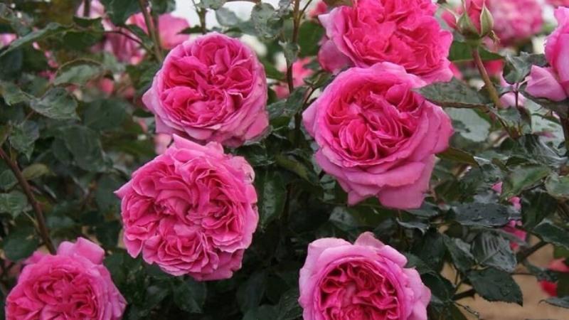 Hoa hồng Pháp: Ý nghĩa, hình ảnh, cách trồng, chăm sóc tại nhà