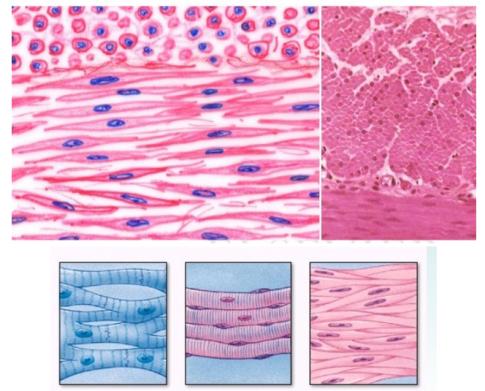 Giải sinh 8 bài 5: Thực hành Quan sát tế bào và mô