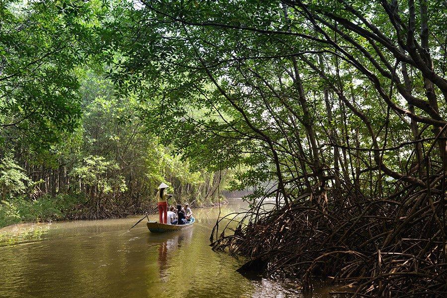 Tầm quan trọng đặc biệt của hệ sinh thái rừng ngập mặn ở Việt Nam