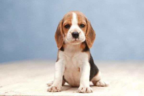 Beagle khá thông minh và dễ huấn luyện