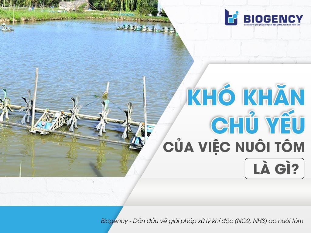 Khó khăn chủ yếu của việc nuôi tôm là gì?