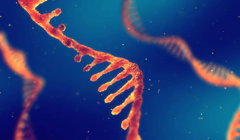 Nucleotide là gì? Tại sao cơ thể người cần nucleotide? 1