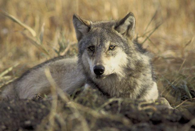 trump administration wants to strip gray wolf of endangered species status