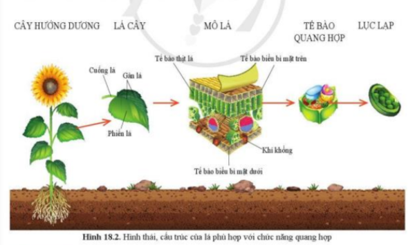 Bài 18. Quang hợp ở thực vật trang 90, 91, 92 Khoa học tự nhiên 7 - Cánh diều</>