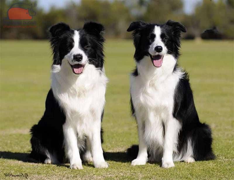 Chó chăn cừu Border Collie