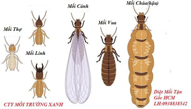 CÔNG TY MÔI TRƯỜNG XANH DIỆT MỐI CÔN TRÙNG CHUYÊN NGHIỆP RUỒI, MUỖI, KIẾN, GIÁN, CHUỘT,SÂU BỌ TẠI TP.HCM