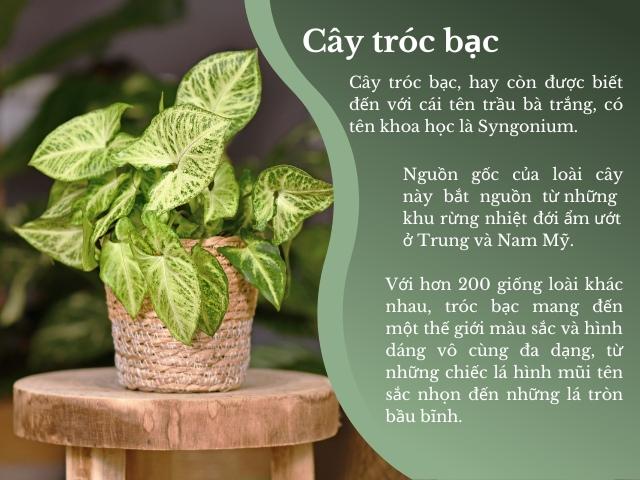 Cây tróc bạc có nên trồng trong phòng ngủ?