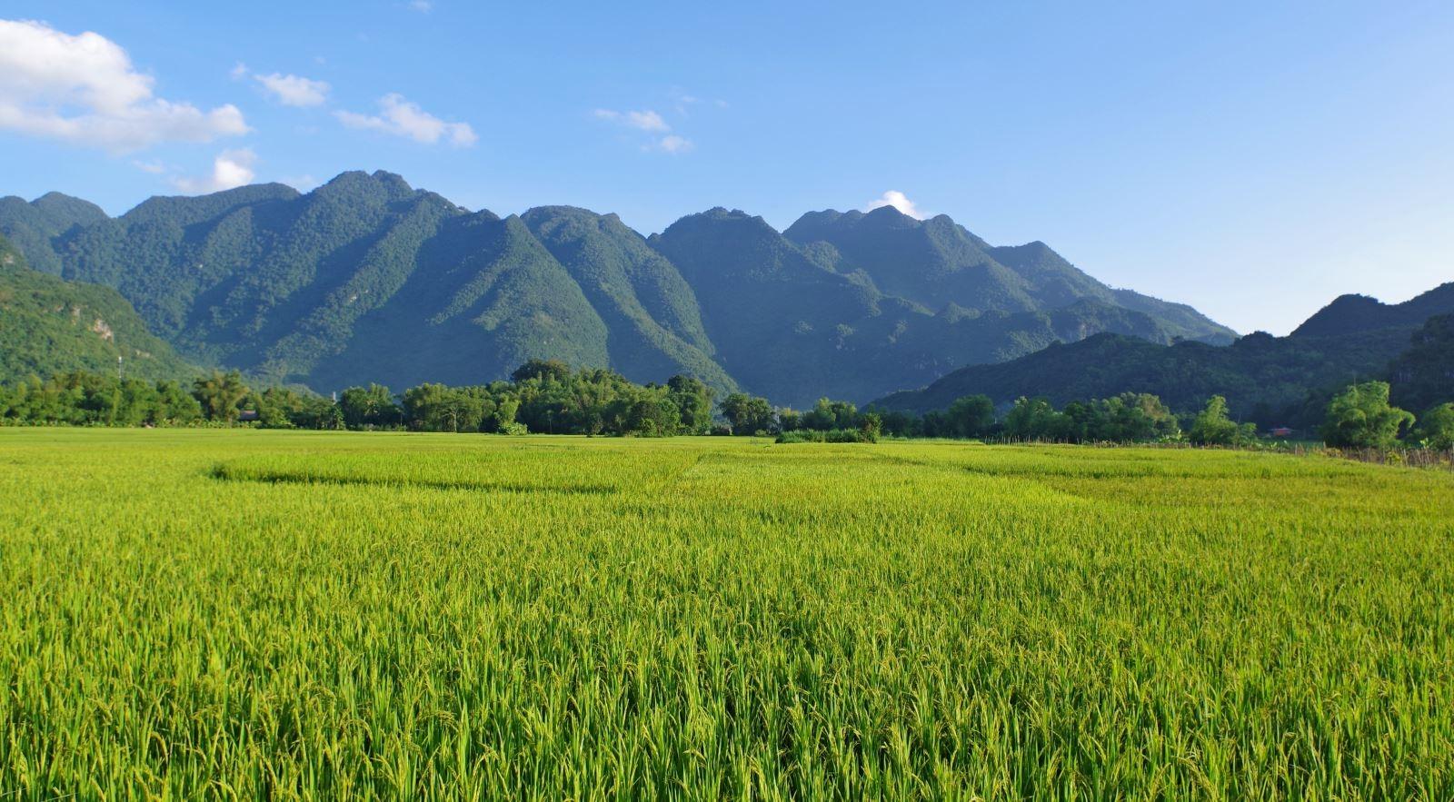 Mai Châu ở đâu? Có điểm gì hấp dẫn khách du lịch?