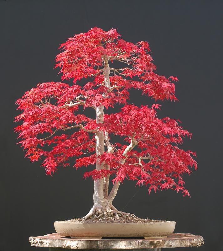 Top 20 cây bonsai phổ biển, được ưa chuộng nhất trong lòng người yêu cây cảnh