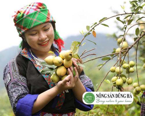 Học cách ngâm rượu táo mèo thơm ngon, đơn giản tại nhà