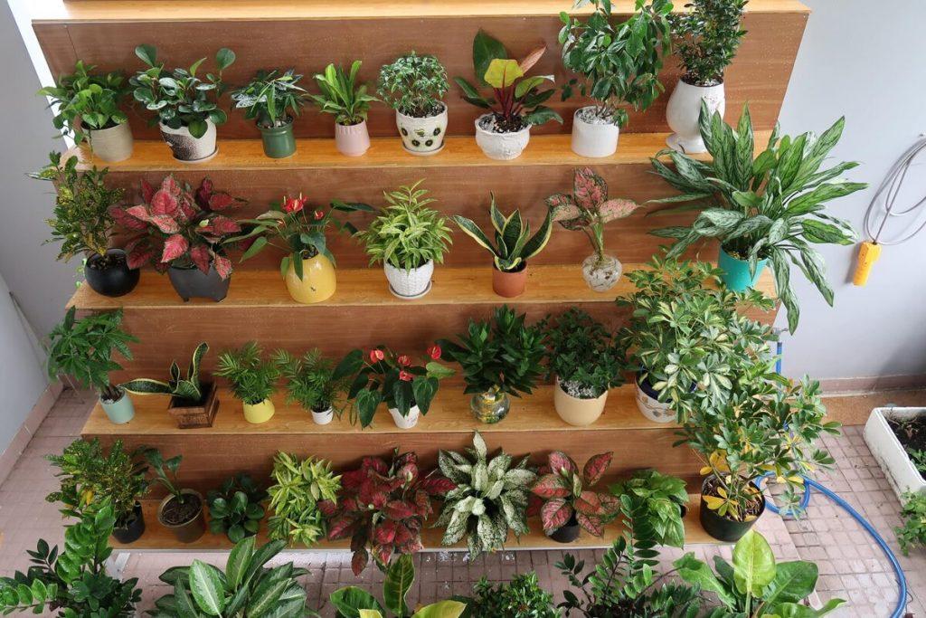 TOP 20 mẫu cây cảnh mini đẹp, dễ trồng và được yêu thích nhất hiện nay