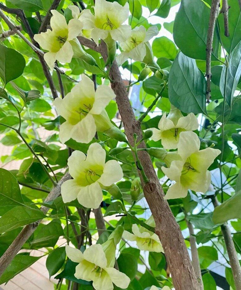 Cây hạnh phúc nở hoa báo hiệu điều gì? Làm 4 việc này thường xuyên cành sẽ nở đầy hoa