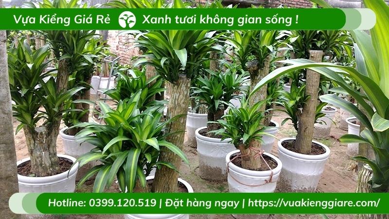 Cây thiết mộc lan 5 thân lá sọc vàng
