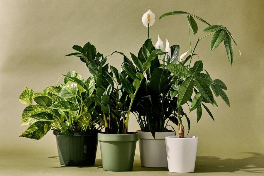 Cây phong thủy theo tuổi thu hút tài lộc cho 12 con giáp