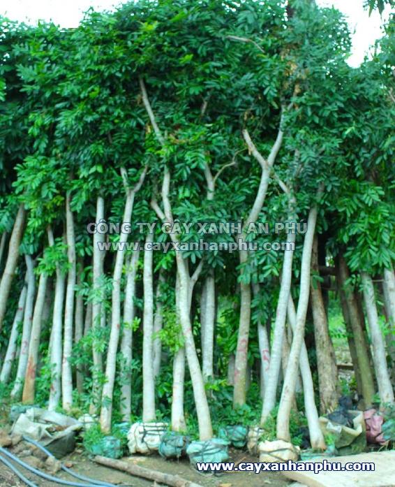 Cây Xà cừ