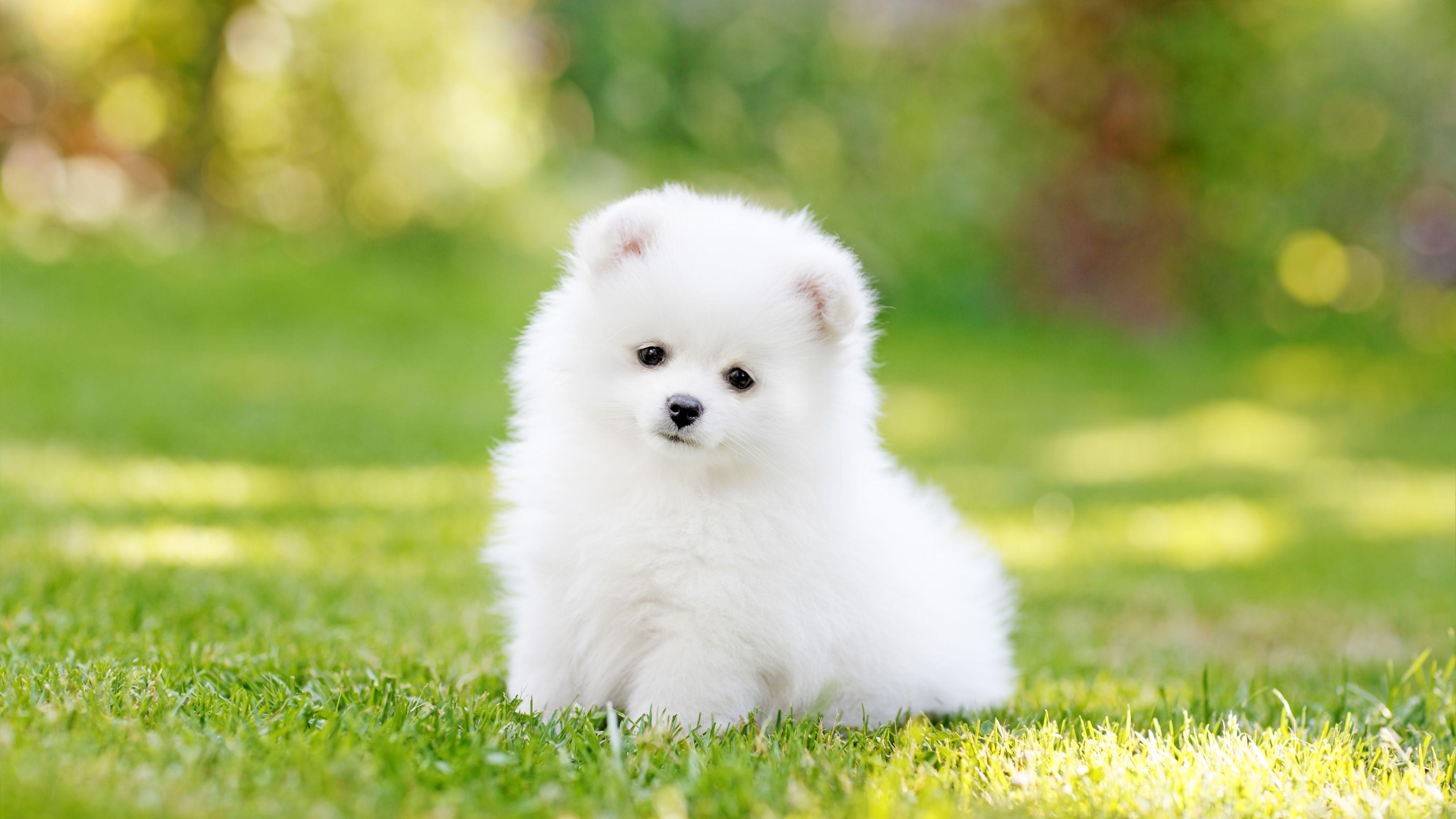 8 Giống chó Teacup phổ biến nhất gây mê mẩn cho các sen
