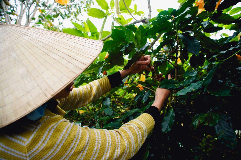 Dalat Weasel Coffee Farm Review (2025)