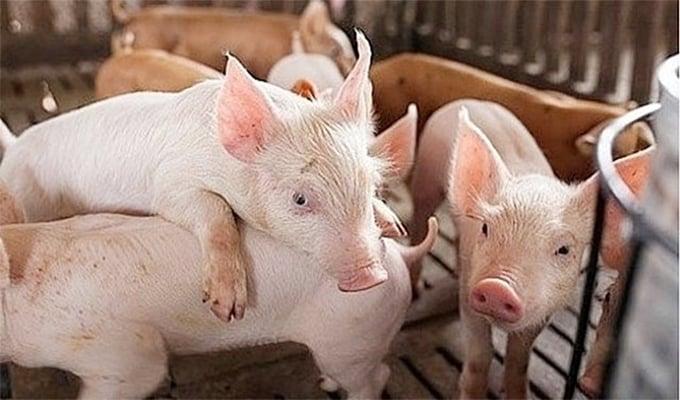 Giá heo hơi hôm nay 8/4/2025: Thị trường đi ngang