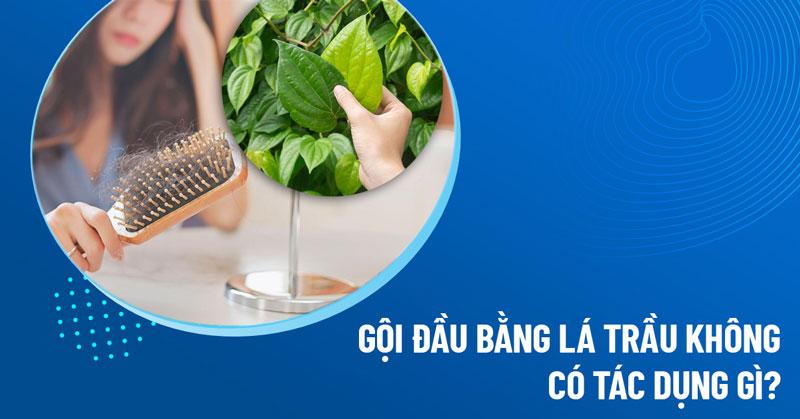 5 cách gội đầu bằng lá trầu không giúp trị rụng tóc hiệu quả tại nhà
