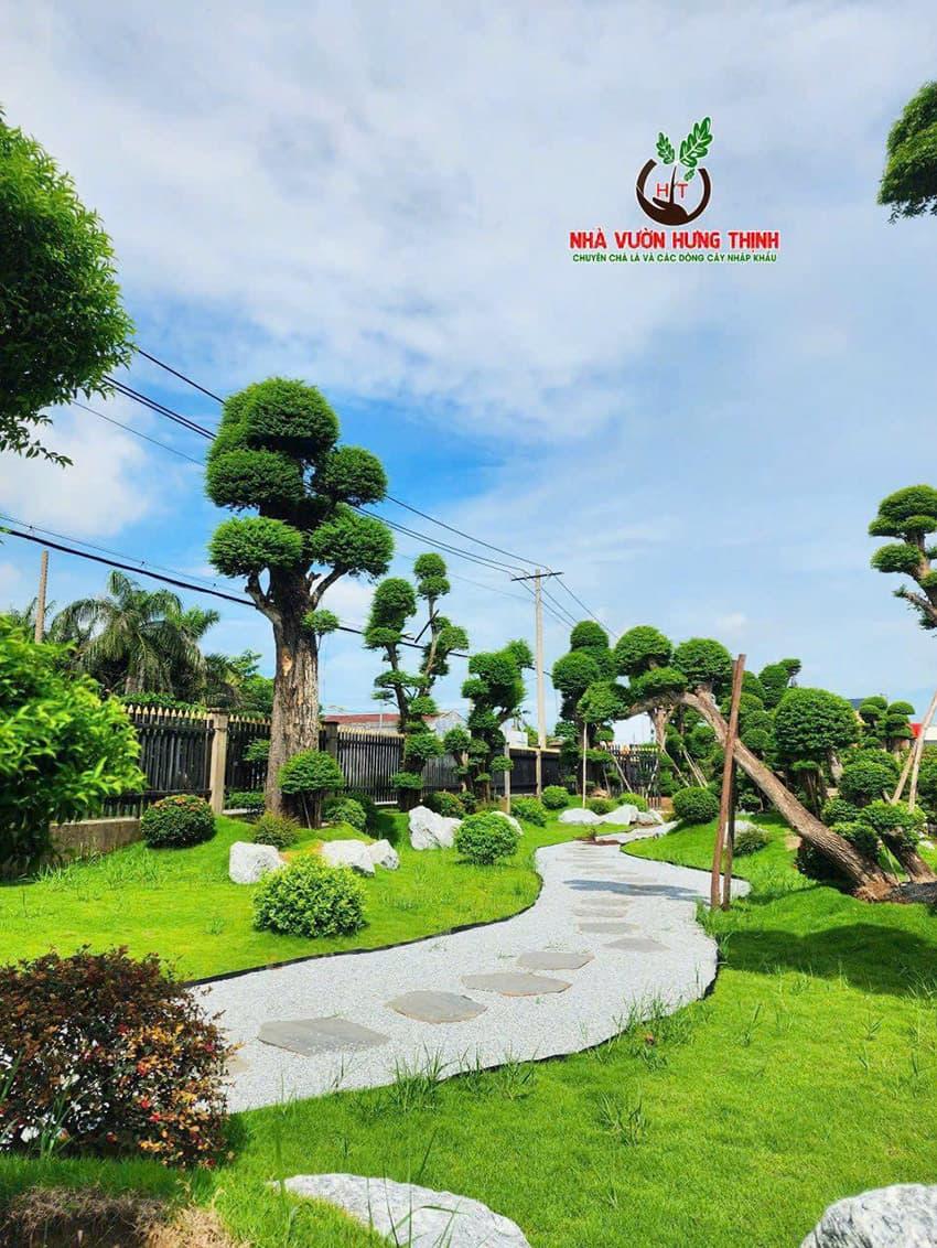 Mai chiếu thủy lá lớn – chọn vị trí trồng phù hợp