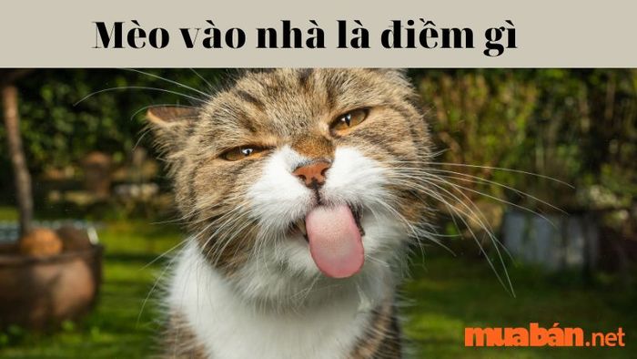 Mèo vào nhà báo hiệu điều gì? Có cần đuổi chúng đi hay không?