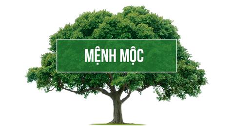Mệnh mộc đeo nhẫn ngón nào? Bí quyết chọn nhẫn hợp mệnh