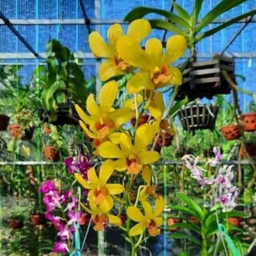 25 Loài hoa lan dễ trồng ở nước ta
