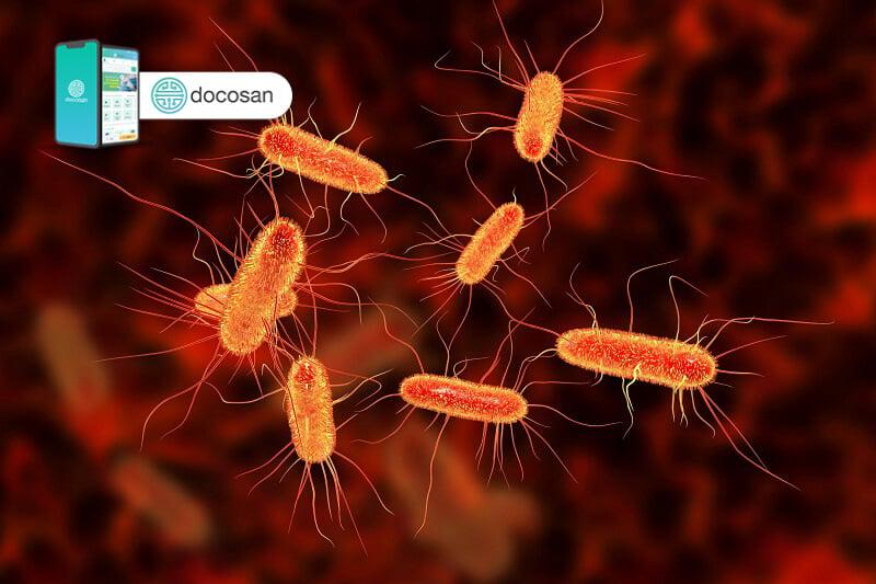 vi khuan e coli 1