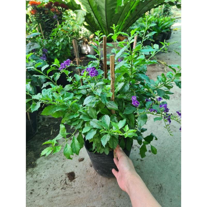 Cây chuỗi ngọc thái hoa tím