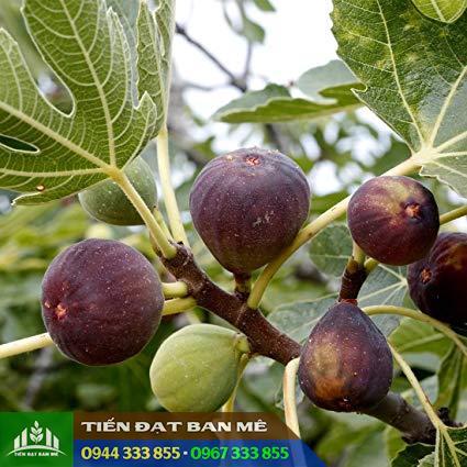 Cây giống sung Mỹ (vả tây, sung ngọt)